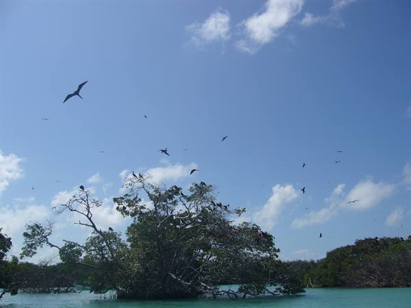 Frigatebirds at Sian Ka'an