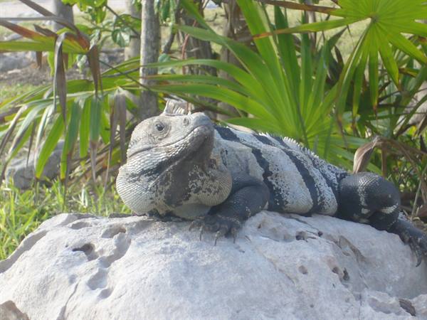 Striped iguana resting on a limestone rock among palm fronds