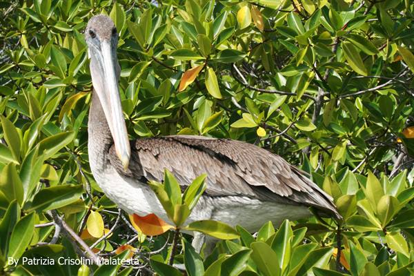 Brown Pelican