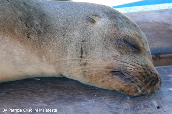Sea lion
