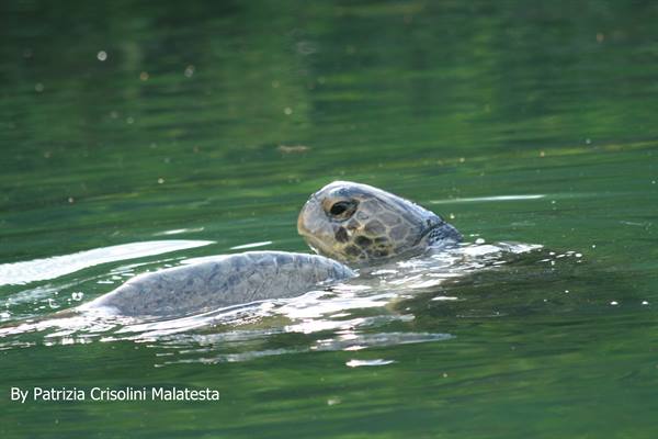 Water turtle