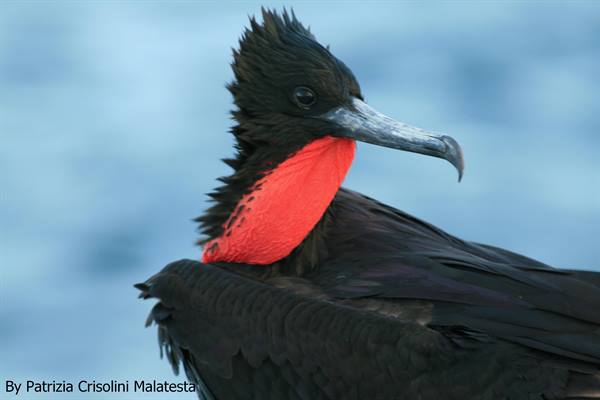 Magnificent frigatebird