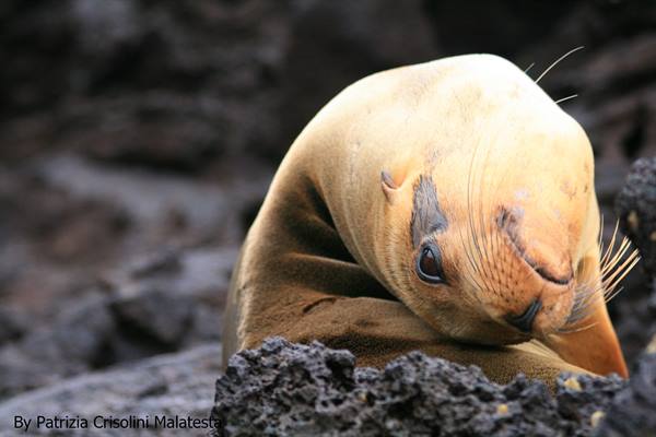 Sea lion