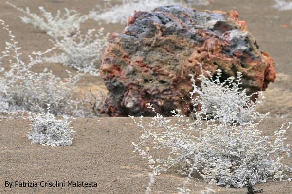Lava rock