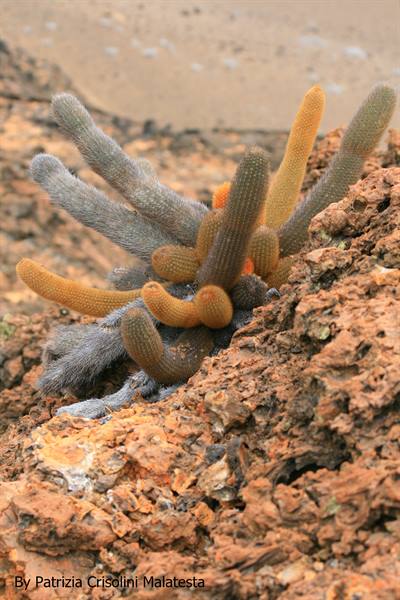 Cactus