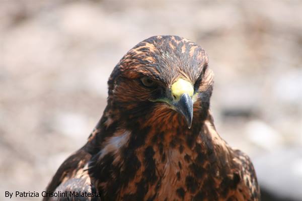 Falcon