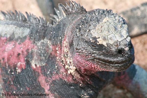 Land iguana