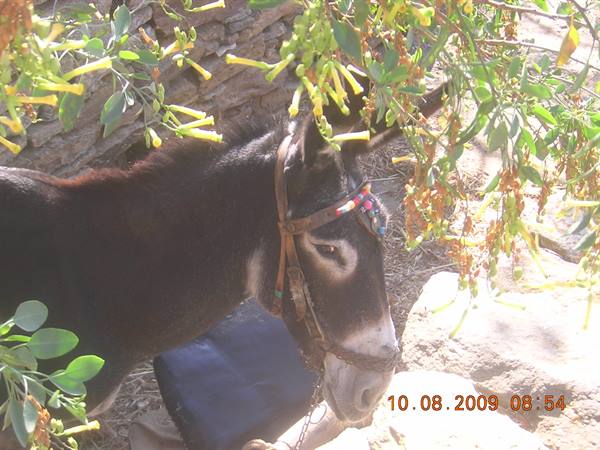 Local fauna
