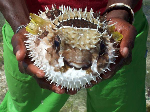 PUFFER FISH