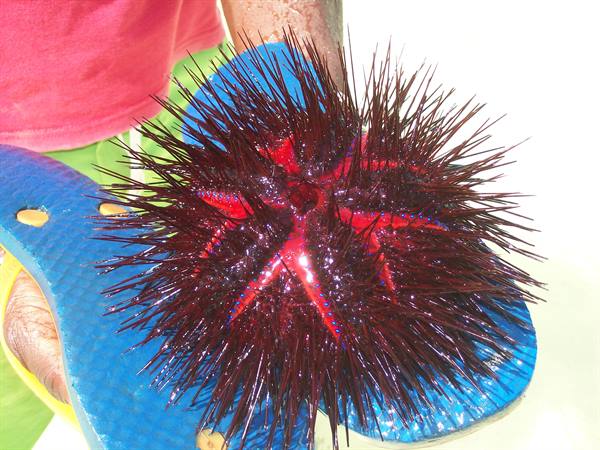 SEA URCHIN
