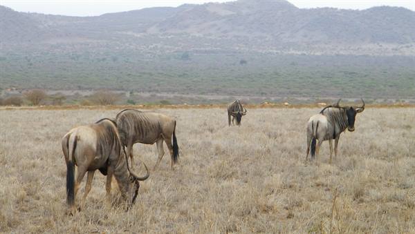 WILDEBEEST