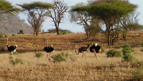 OSTRICHES
