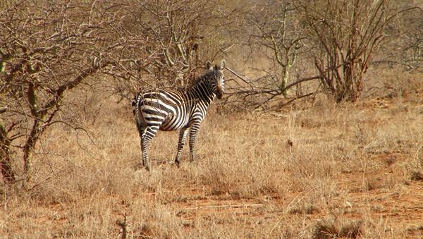 ZEBRAS