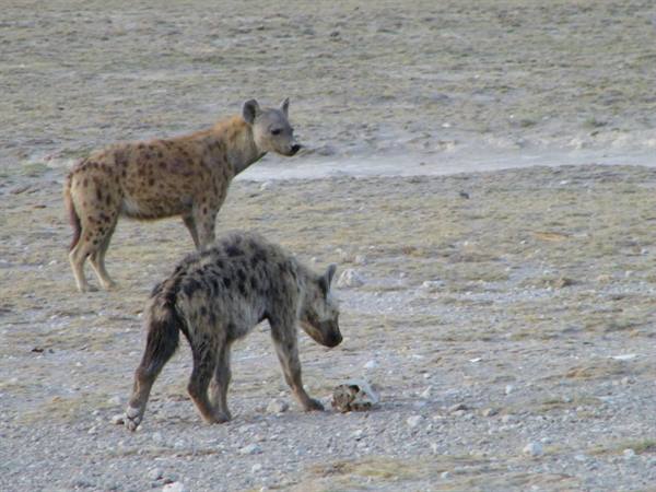 HYENAS