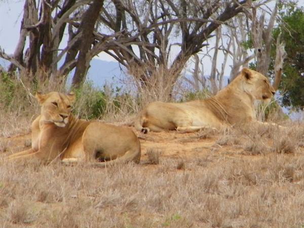 LIONESSES