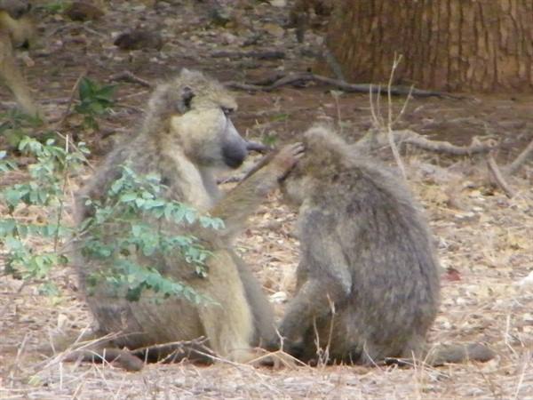 BABOONS
