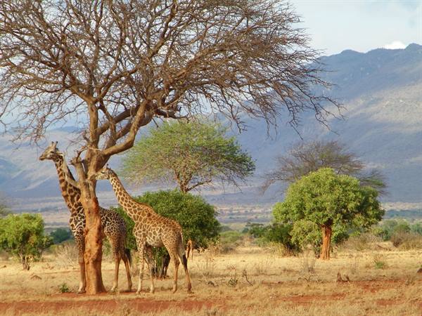 GIRAFFES