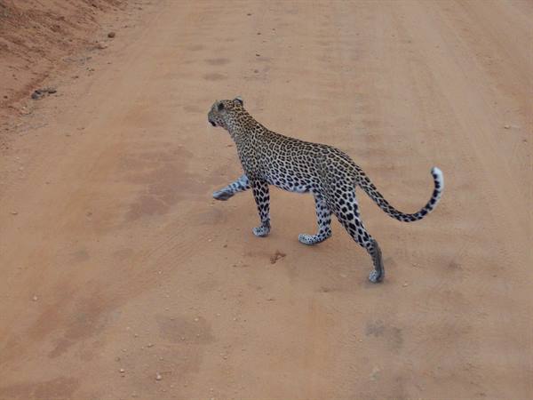 LEOPARD