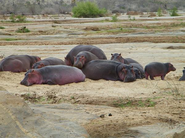 HIPPOPOTAMUSES