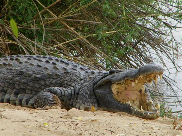 CROCODILE