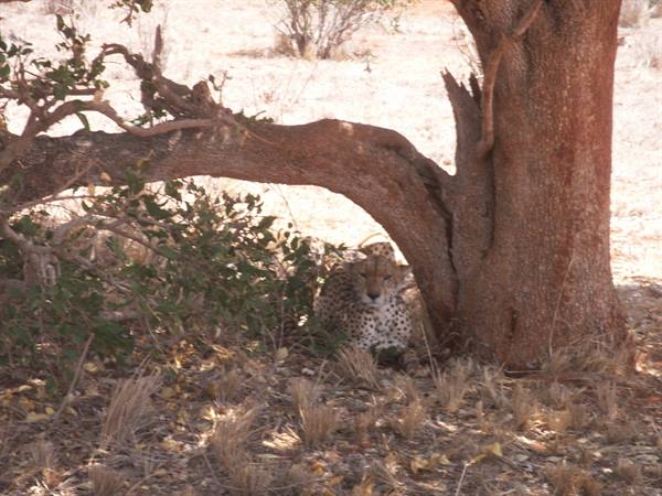 The cheetah at Tsavo East