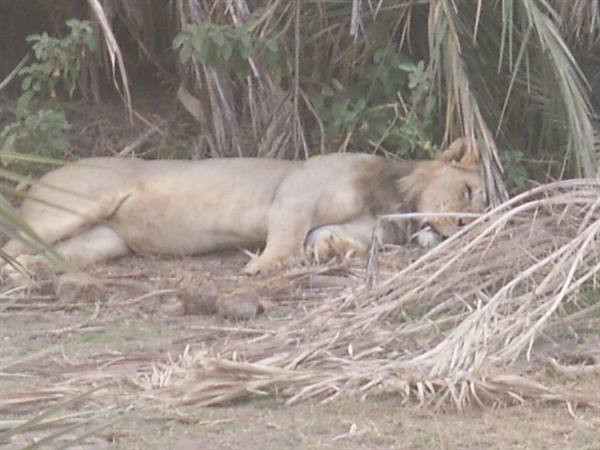 The lion at Amboseli