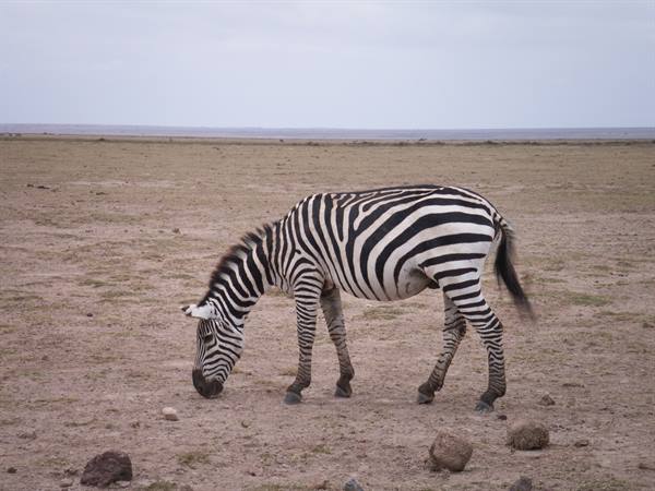 The Zebra