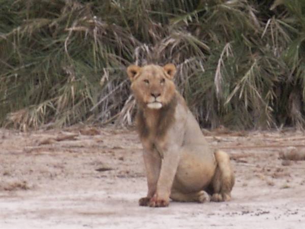The lion at amboseli