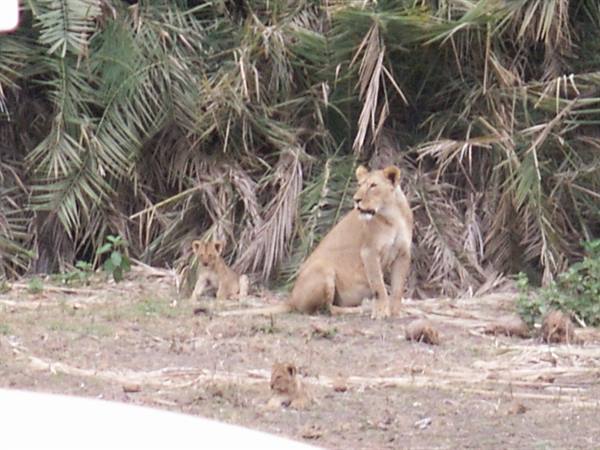 lioness with the cubs, amboseli