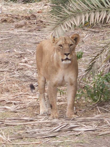 The lioness - Amboseli