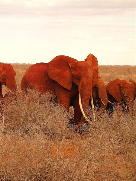 elephant family Tsavo East