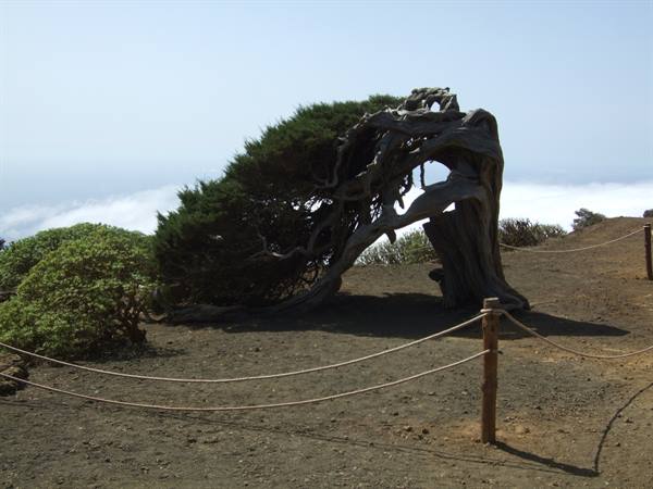 El Sabinar, a juniper symbol of the island (El Hierro)