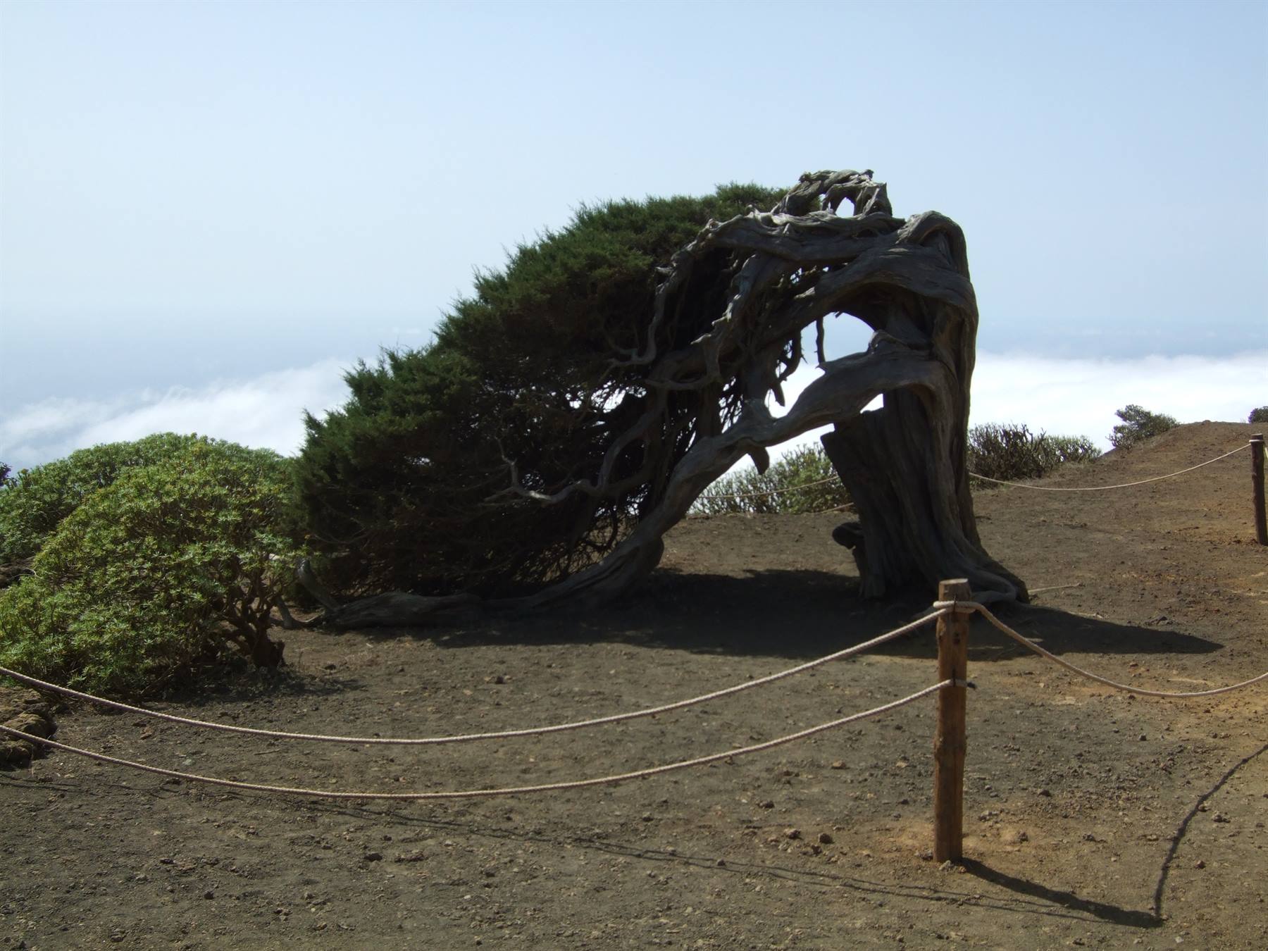 El Sabinar, a juniper symbol of the island (El Hierro)