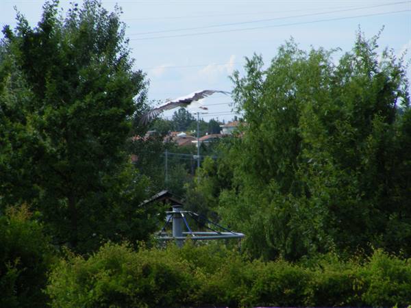A white bird flies between green trees, rooftops visible in the distance