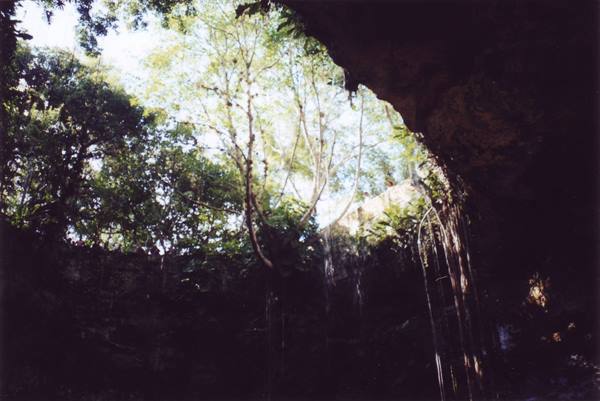 Cenote sinkhole with dark rock walls, hanging roots and green trees above