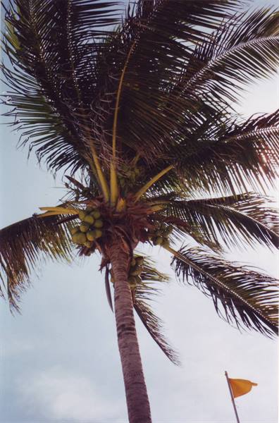 Palm tree with green coconut clusters against pale sky, small yellow flag below