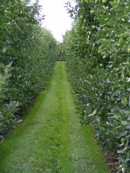 Rows of apple trees full of green apples, grassy path between trees