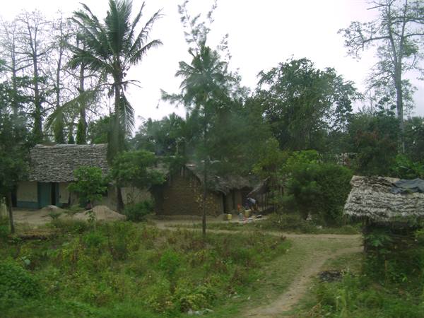 Vegetation around mombasa