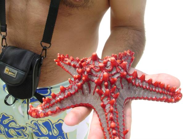 Starfish called Masai Star
