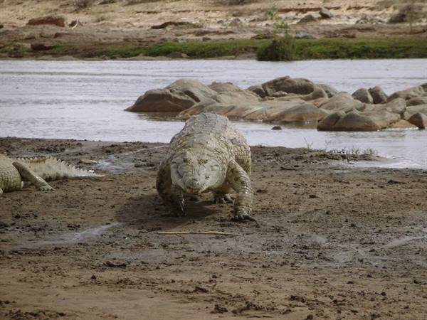 Crocodile