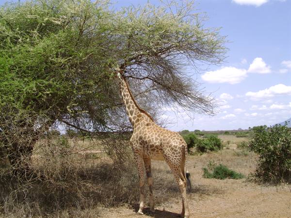 Giraffe