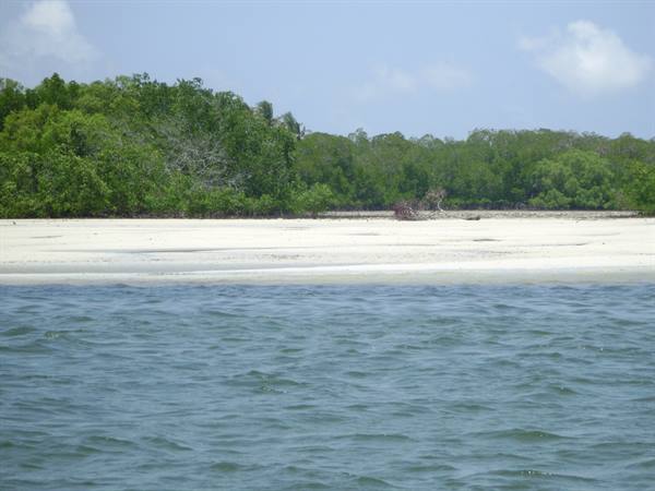 Mangroves
