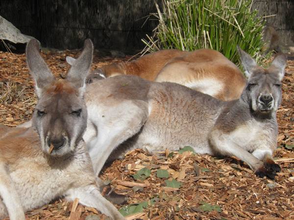 Red kangaroos lying in the shade on wood chips, resting