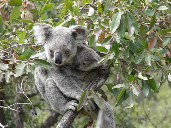 Koala with joey cuddling on a eucalyptus branch