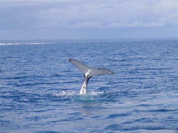 Whale tail rising from the blue sea under a cloudy sky