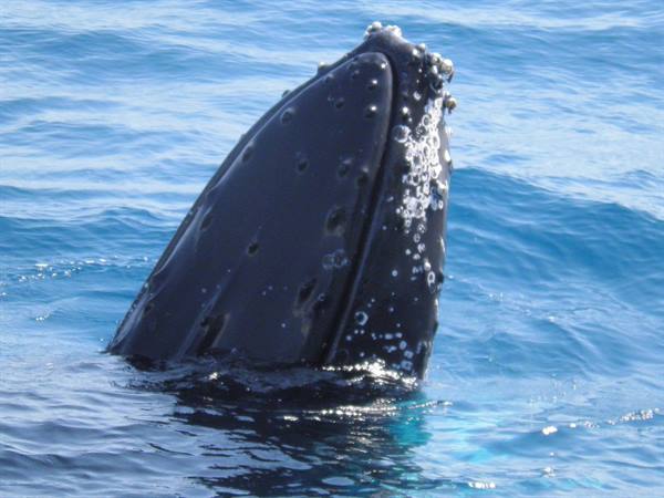 A humpback whale's head rises from the blue ocean, barnacles on its rostrum