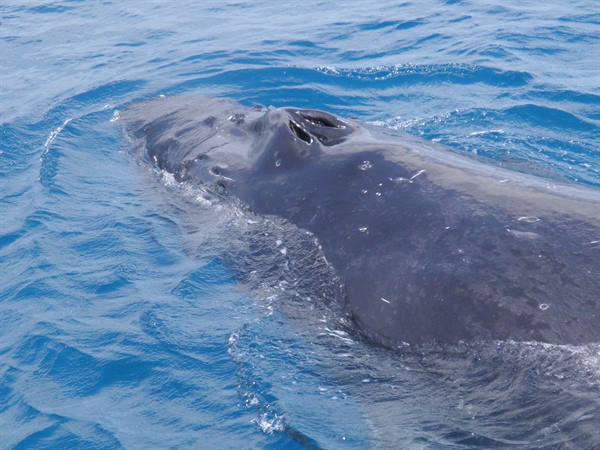  whale head with open blowhole emerging from blue water