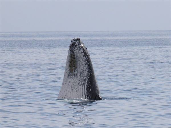 A humpback whale breaches from calm sea, barnacle-covered head rising
