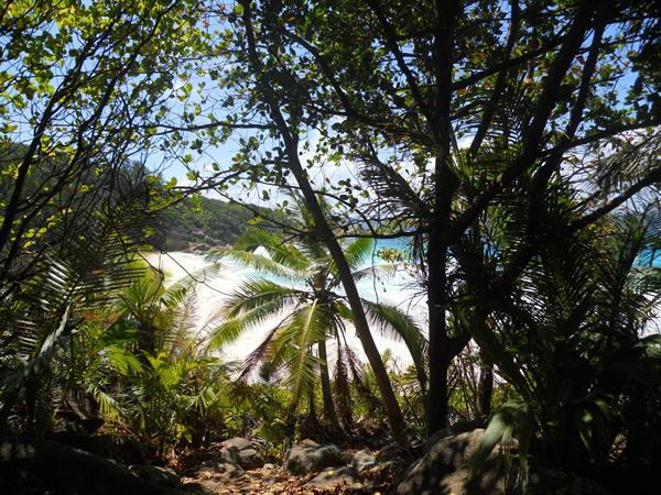 Palms and rocks frame the white beach and turquoise water