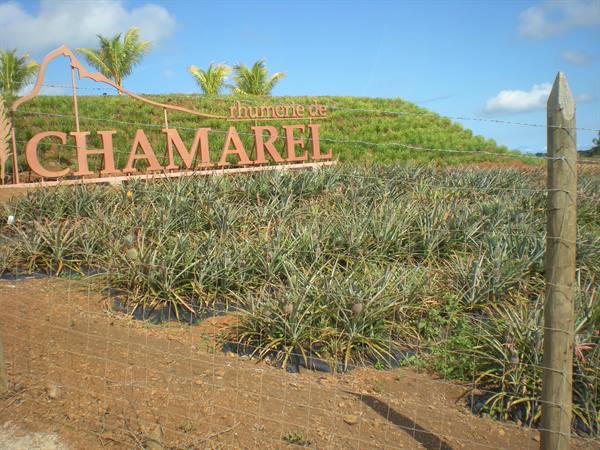 Pineapple field at Rhumerie de Chamarel, wooden sign behind wire fence